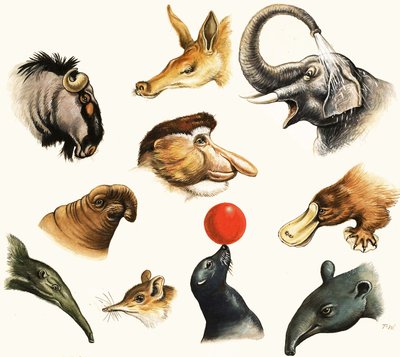 Unidentified Montage of Animal Noses by English School
