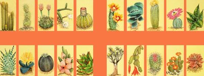 Unidentified Montage of Cacti by English School