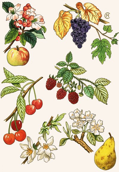 Unidentified Montage of Fruit and Berries by English School