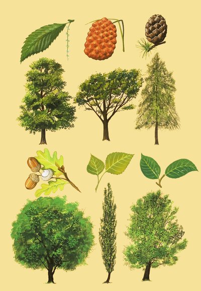 Unidentified montage of trees and leaves by English School