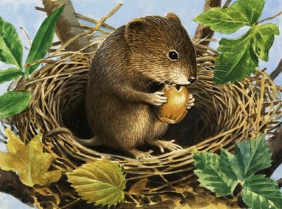 Unidentified mouse eating acorn in nest by English School