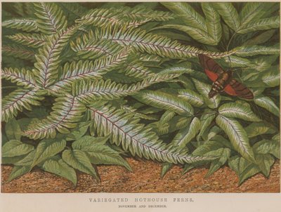 Variegated Hothouse Ferns by English School