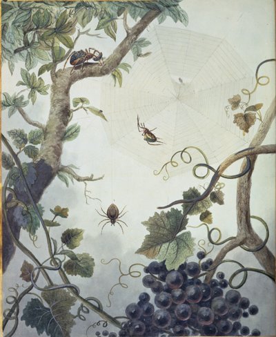 Various spiders, and a web, illustration from 