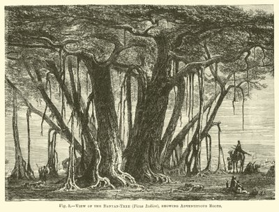 View of the Banyan-Tree (Ficus Indica), showing Adventitious Roots by English School