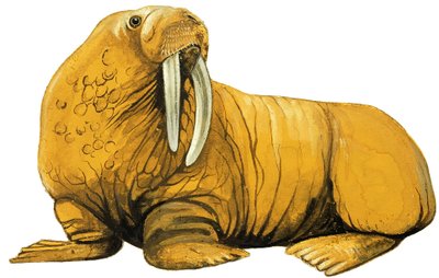 Walrus by English School