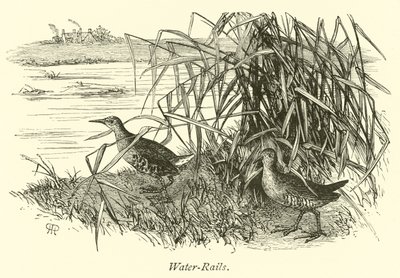 Water-Rails by English School