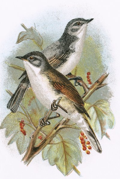 Whitethroat and Lesser Whitethroat by English School