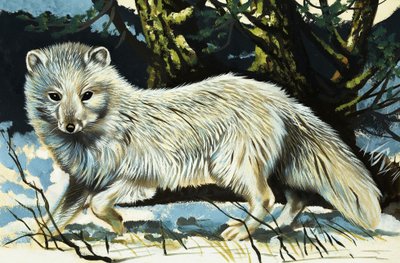 Wolf by English School