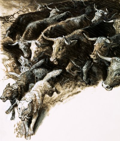 Wolves caught up in a stampede by English School
