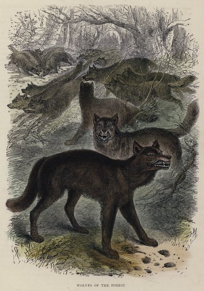 Wolves of the Forest by English School