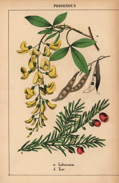 Yellow laburnum tree and yew with red berries, from 