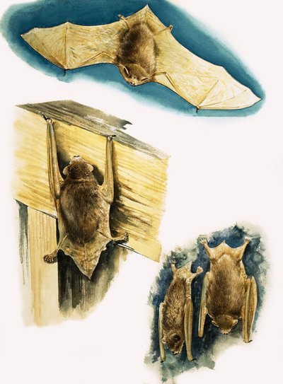 Bats by Eric Tansley