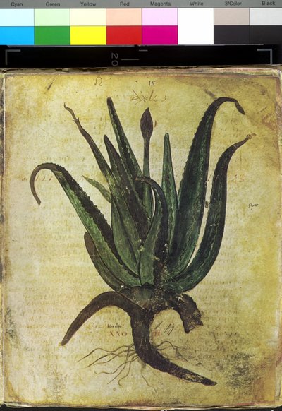 Full page: floral illustration: aloe by Erich Lessing