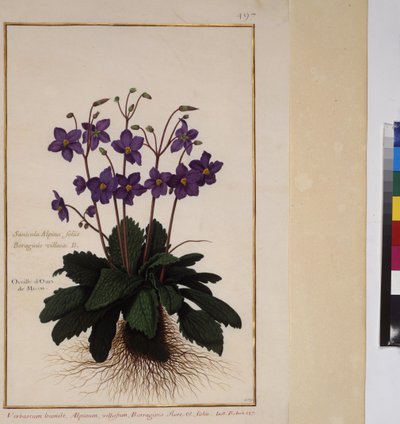 Full page: plant study, c.1650-75 by Erich Lessing
