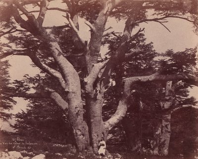 Mt. Liban. Trunk of one of Solomon