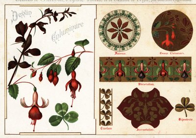 Images of Fuchsia and Barberry from Manuscripts by Ernest Guillot