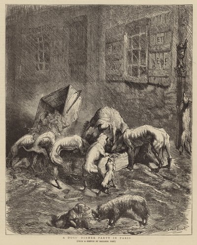 A Dogs