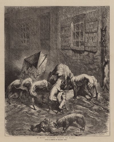A Dogs