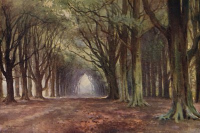 The Beech Avenue, Thoresby by Ernest William Haslehust