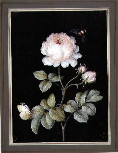 Rose with Bumble Bee and Butterfly by Ernst Friedrich Carl Lang