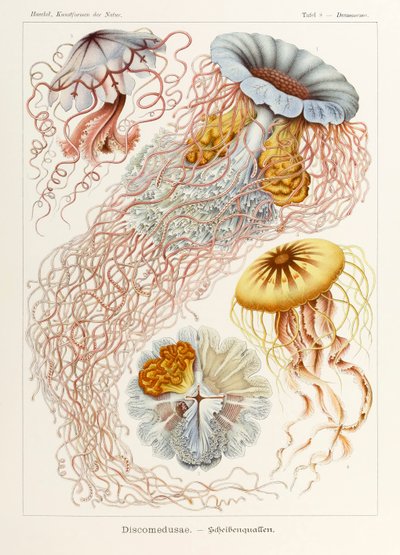 Plate 8 Desmonema Discomedusae from 