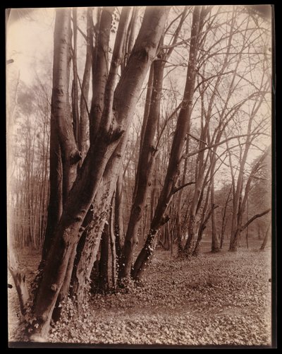 The Park at Saint-Cloud by Eugène Atget