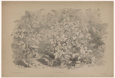 Wood Sorrel and Geranium by Eugene Bléry