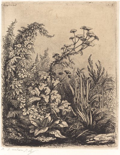 Small Water-parsnip with Bindweed by Eugene Bléry