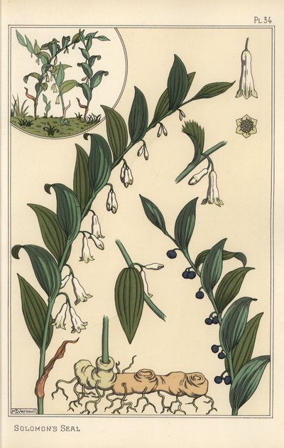 Botanical illustration of Solomon