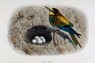 Representation of the European Bee-eater (Merops apiaster) by Eugenio and Dressler Oscar  Bettoni