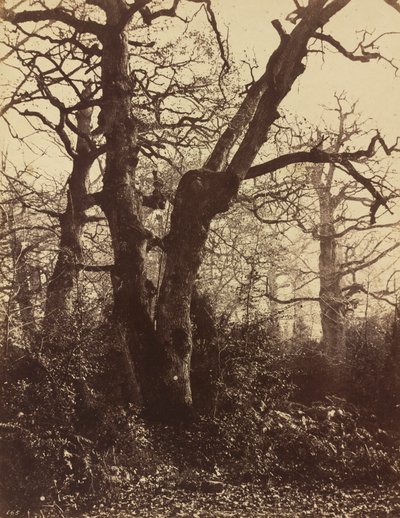 Tree Study, Fontainebleau, 1860 by Eugène Cuvelier
