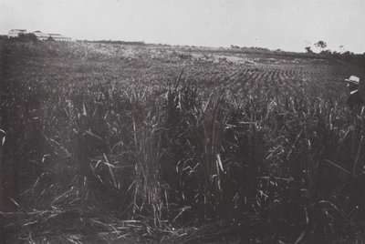 Brazil: A Rice Field, São Paulo by European Photographer