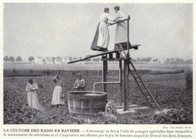 Radish Cultivation in Bavaria by European Photographer
