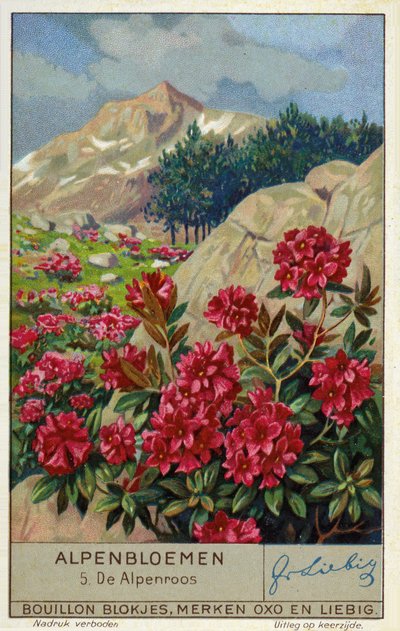 Alpenrose (Rhododendron ferrugineum) by European School