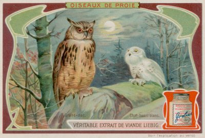 An Eagle Owl and a White Owl by European School