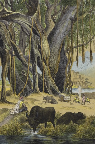 Animals and plants of India by European School