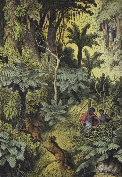 Animals and plants of the coastal forests of Australia by European School