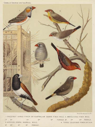 Chestnut Eared Finch or Australian Zebra Finch, Male, Female, African Zebra Waxbill, Male, Female, Amaduvade Finch, Male, Female, Three Coloured Finch or Nun by European School