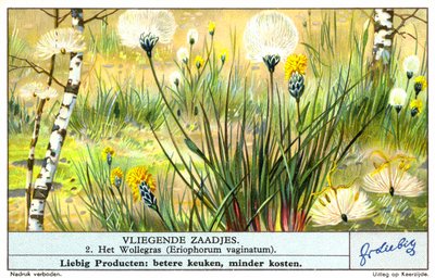 Cottongrass (Eriophorum vaginatum) by European School