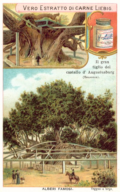 Great lime tree in the grounds of the Augustusburg Hunting Lodge, Saxony, Germany by European School