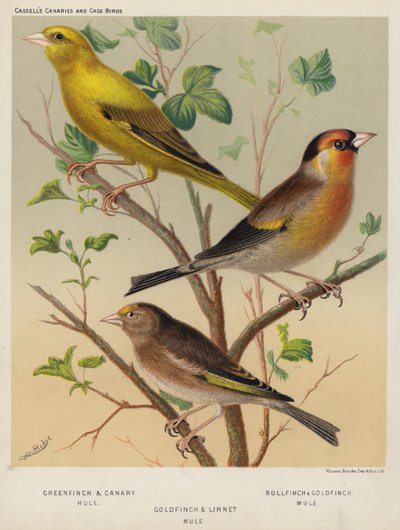 Greenfinch and Canary Mule, Bullfinch and Goldfinch Mule, Goldfinch and Linnet Mule by European School