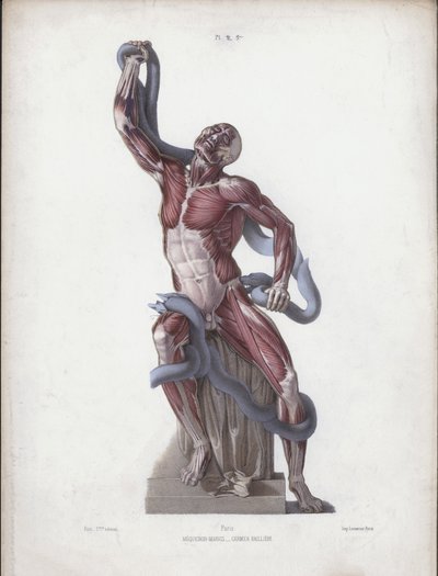 Laocoon by European School