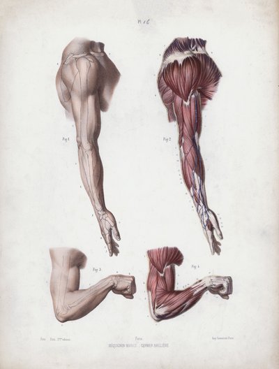 Illustration for The Anatomy of the External Forms of Man: Male arm and hands by European School