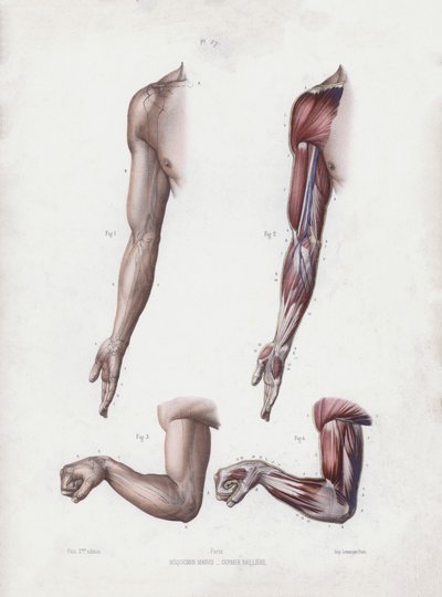 Male arm and hands by European School