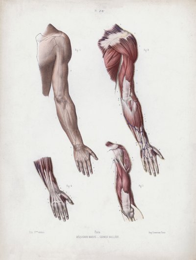 Illustration for The Anatomy of the External Forms of Man: Male arm and hands by European School