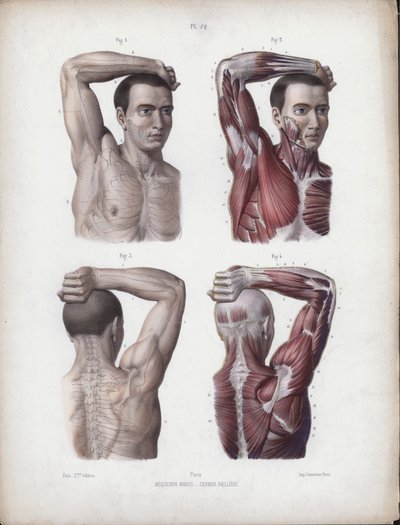 Illustration for The Anatomy of the External Forms of Man: Male, arm, head and torso by European School