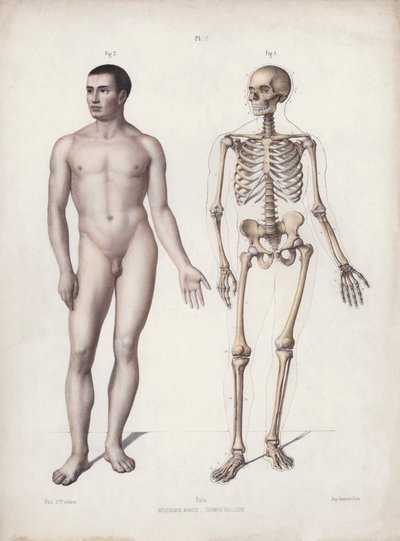 Illustration for The Anatomy of the External Forms of Man: Man standing by European School