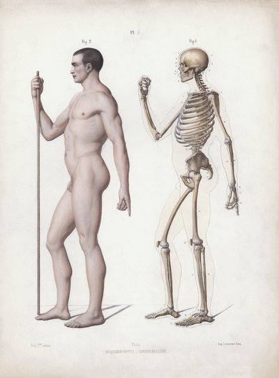 Illustration for The Anatomy of the External Forms of Man: Man standing, side view by European School