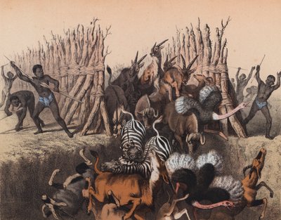 Kaffirs driving animals into a pit by European School