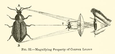 Magnifying Property of Convex Lenses by European School